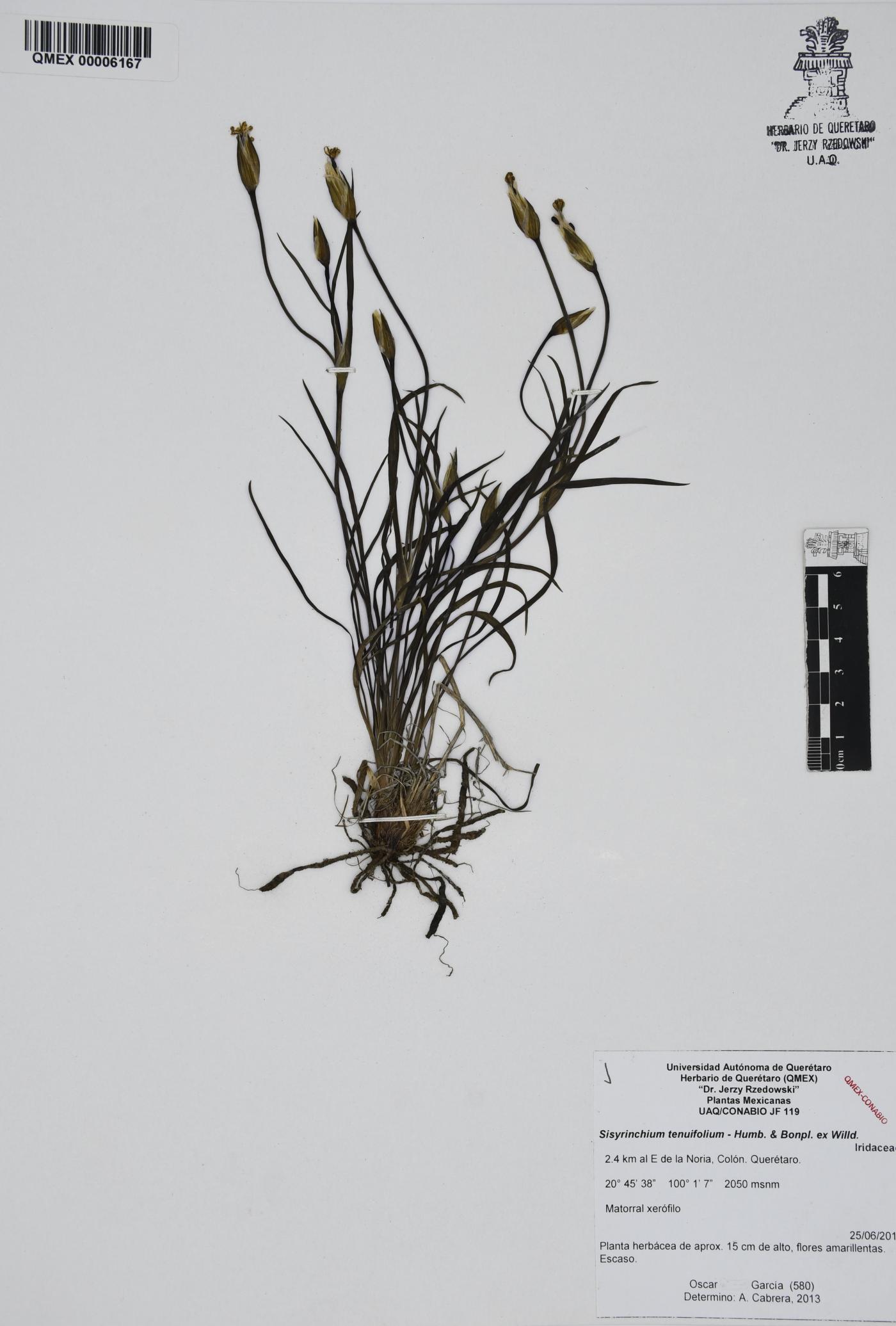 Sisyrinchium tenuifolium image